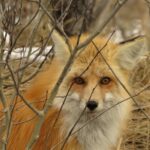 Grand Teton National Park - Sunset Guided Tour from Jackson Hole - Exploring Grand Teton’s Iconic Locations