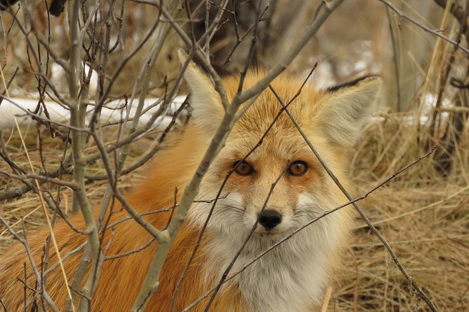 Grand Teton National Park - Sunset Guided Tour from Jackson Hole - Exploring Grand Teton’s Iconic Locations
