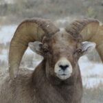 Grand Teton National Park: Wildlife Tour and Sleigh Ride - Wildlife Habitat Exploration in Jackson Hole and the Tetons