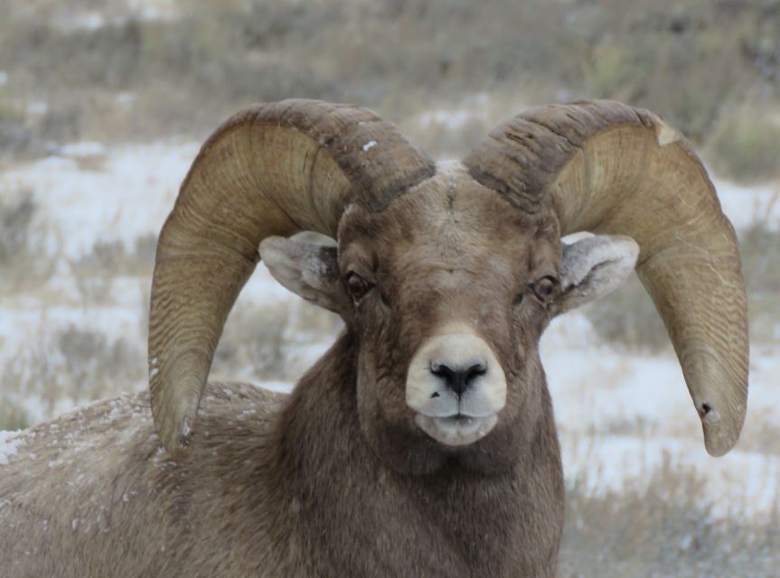 Grand Teton National Park: Wildlife Tour and Sleigh Ride - Wildlife Habitat Exploration in Jackson Hole and the Tetons