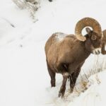 Grand Teton Private Winter Tour - What Makes This Tour Stand Out from Others in Jackson Hole