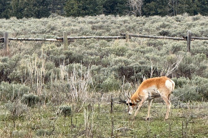 Grand Teton Sunrise Scenic Tour - Meeting Point and Transportation