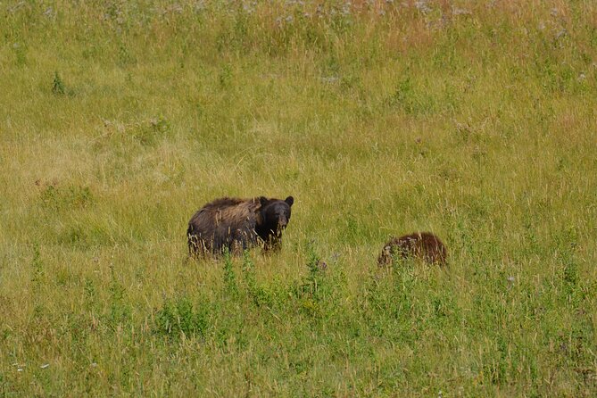Grand Teton Sunset Tour with Wildlife Viewing and Snacks - Scenic Overlooks: Jenny Lake and Jackson Lake Views