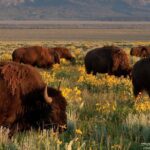 Grand Teton Wildlife Safari Tour - Scenic Break at Jenny Lake