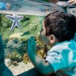 Grapevine: SEA LIFE Grapevine Aquarium General Admission - Convenient Location Inside Grapevine Mills Mall