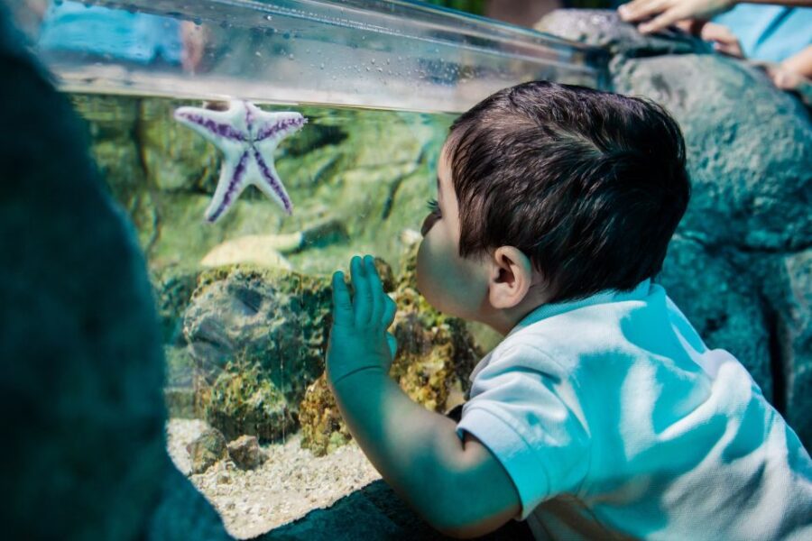 Grapevine: SEA LIFE Grapevine Aquarium General Admission - Convenient Location Inside Grapevine Mills Mall