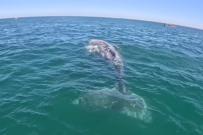 Gray Whale Tour Private Group from La Paz Limited to 8 - Scenic Drive from La Paz to Puerto Chale