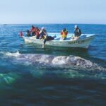 Gray Whale Watching Tour at Lopez Mateos - Magdalena Bay: The Heart of Gray Whale Nursery Grounds
