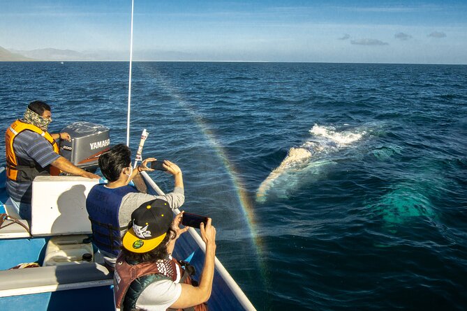 Gray Whale Watching Tour with Marine Biologist and Small Group - Departure Logistics and Transportation from La Paz