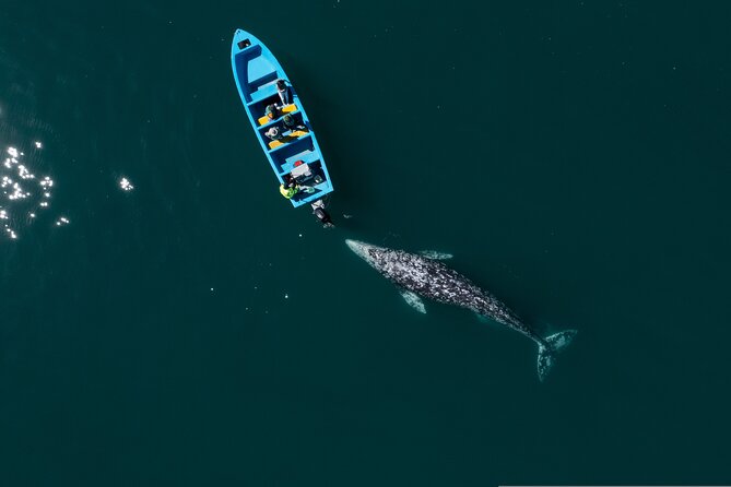 Gray Whales Watching in Magdalena Bay - Set out on a Whale-Focused Journey in Puerto Chale