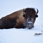 Great Plains Zoo - The African Savannah Experience