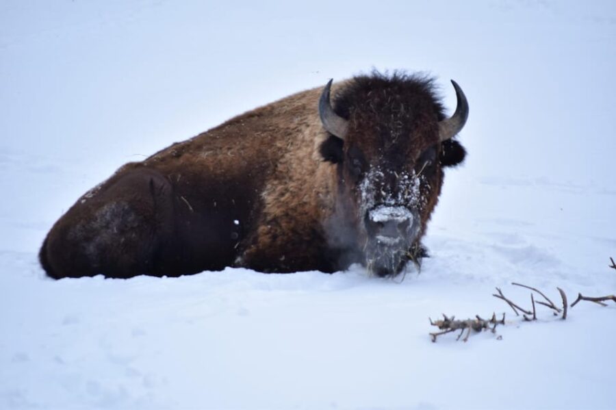 Great Plains Zoo - The African Savannah Experience