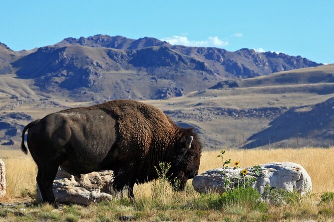 Great Salt Lake and Antelope Island Day Tour - Visiting Fielding Garr Ranch for Wildlife and History