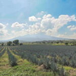 Guadalajara: Premium Tequila Tour with Tastings and Pairings - Departure from Guadalajara and Meeting Details