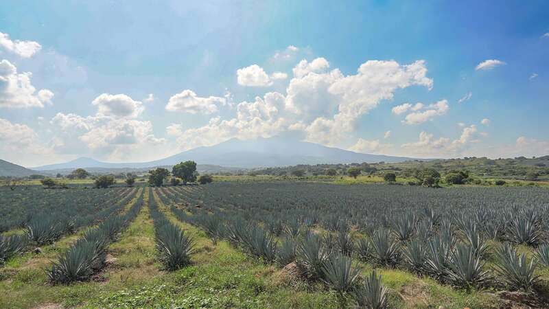 Guadalajara: Premium Tequila Tour with Tastings and Pairings - Departure from Guadalajara and Meeting Details
