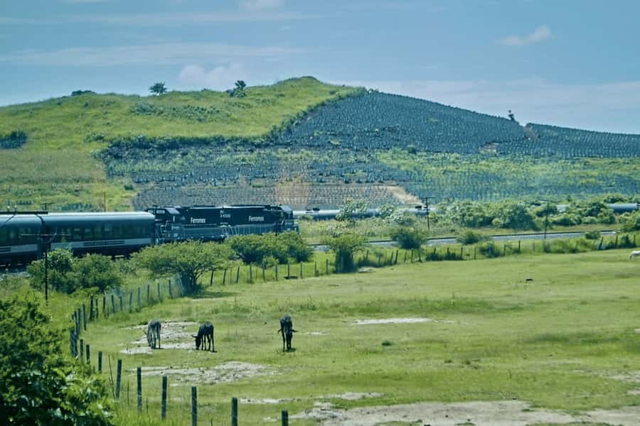 Guadalajara: Tequila Experience at Casa Sauza - Authentic Visits to Agave Fields and Tequila Town