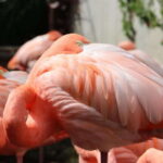 Guadalajara: ticket to Michin Aquarium - What Makes the Pavilions Unique