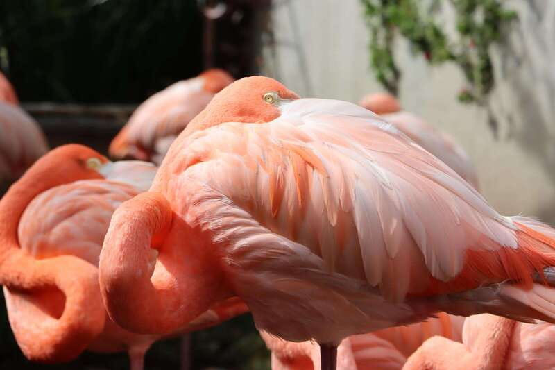 Guadalajara: ticket to Michin Aquarium - What Makes the Pavilions Unique