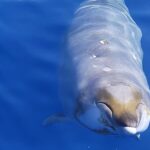 Guaranteed Dolphin and Whale Watch Tour in Kona - The Itinerary Focus: From Near-Shore to Pelagic Waters