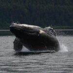 Guaranteed Whale Watching Adventure - From Icy Strait to Point Adolphus: The Stops and Wildlife Encounters