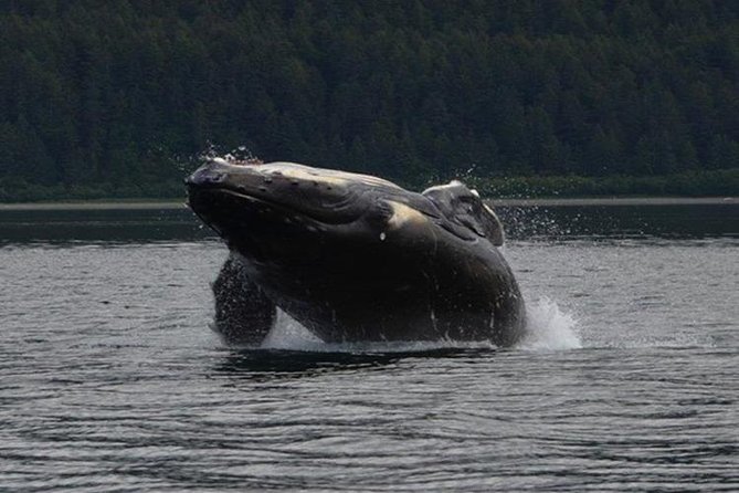 Guaranteed Whale Watching Adventure - From Icy Strait to Point Adolphus: The Stops and Wildlife Encounters