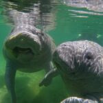 Guided Crystal River Manatee Snorkeling Tour - The Experience on the Water: Snorkeling with Manatees in Crystal River