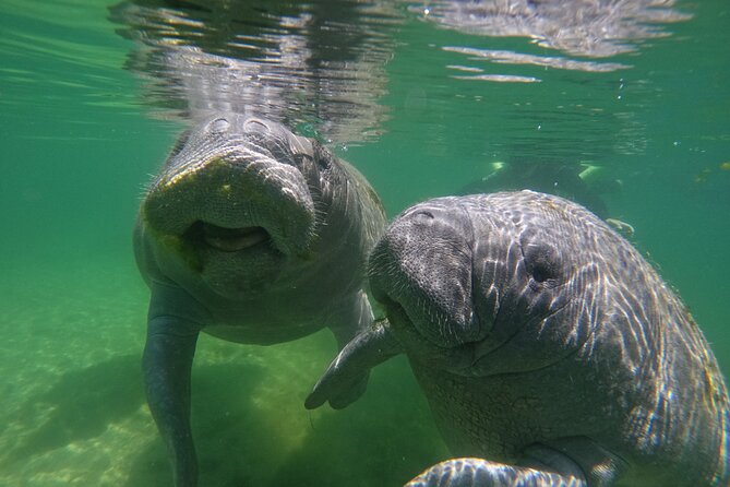 Guided Crystal River Manatee Snorkeling Tour - The Experience on the Water: Snorkeling with Manatees in Crystal River