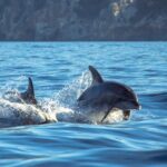 Guided Dolphin Watching in the Arrábida Natural Park - What You Can Expect to See: Dolphins in Their Natural Habitat