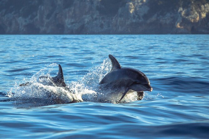 Guided Dolphin Watching in the Arrábida Natural Park - What You Can Expect to See: Dolphins in Their Natural Habitat