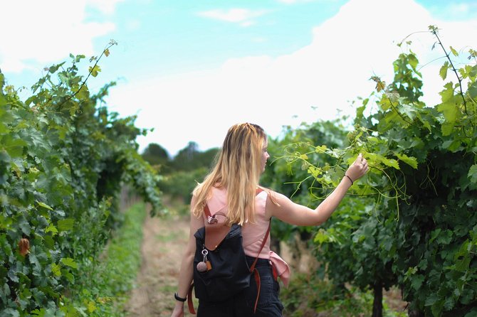 Guided Healdsburg Wine Country Bike and Wine Tasting Tour with lunch - Winery Visits and Tastings: Three Stops with Picturesque Views