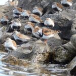 Guided Kayak Tour on Niagara River from the US Side - Exploring the Historic River Lea Farmhouse