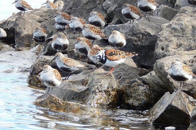 Guided Kayak Tour on Niagara River from the US Side - Exploring the Historic River Lea Farmhouse