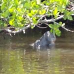 Guided Kayak Tour with Manatee & Dolphin Sightings - Departure Point at Manatee Cove Park