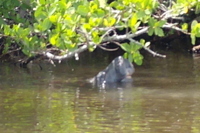 Guided Kayak Tour with Manatee & Dolphin Sightings - Departure Point at Manatee Cove Park