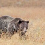 Guided Lower Loop of Yellowstone from Cody, WY - The Grand Canyon of Yellowstone: Towering Views and Waterfalls