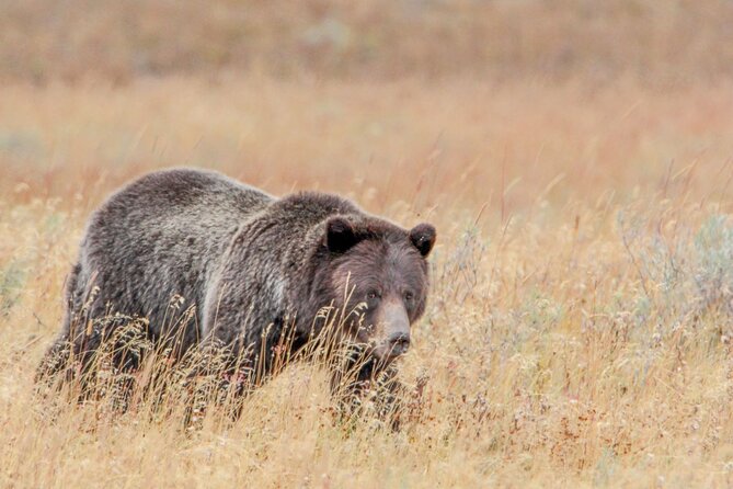 Guided Lower Loop of Yellowstone from Cody, WY - The Grand Canyon of Yellowstone: Towering Views and Waterfalls