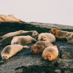 Guided RIB Boat Adventure of Casco Bay - The Unique Experience of Casco Bay Islands