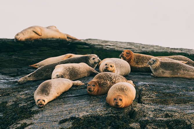 Guided RIB Boat Adventure of Casco Bay - The Unique Experience of Casco Bay Islands