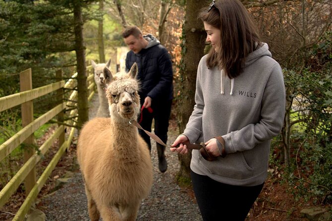 Guided Scenic Alpaca Trekking Experience Northern Ireland - Meet and Greet with Alpacas and Animal Care
