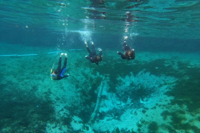 Guided Semi-Private Snorkel Tour (w/ FREE Photos!) - Meeting Point at Captain Mike’s Kayak Rentals in Crystal River