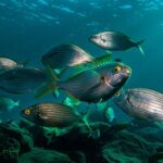 Guided Snorkel Experience - The Educational Briefing and Marine Life Insights