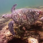 Guided Snorkel Experience in Fort Lauderdale - Starting Point and Tour Schedule in Lauderdale by the Sea