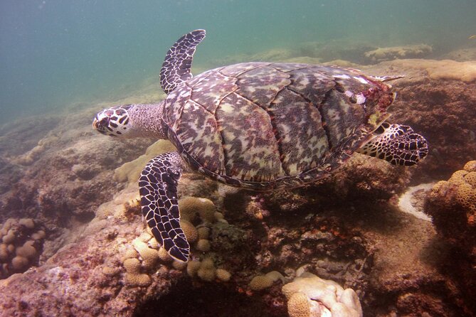 Guided Snorkel Experience in Fort Lauderdale - Starting Point and Tour Schedule in Lauderdale by the Sea