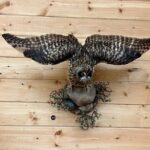 Guided Tour in Wildlife Gallery - The Artistic Approach of the Robertson Brothers