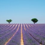 GUIDED TOUR: Lavender fields, the Gorges du Verdon - Crossing the Gorges du Loup and Its Waterfall