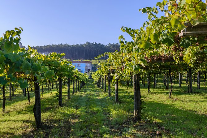Guided tour of Bodegas Granbazán - Exploring the Vineyard and Vineyards Role in Galicia’s Winemaking