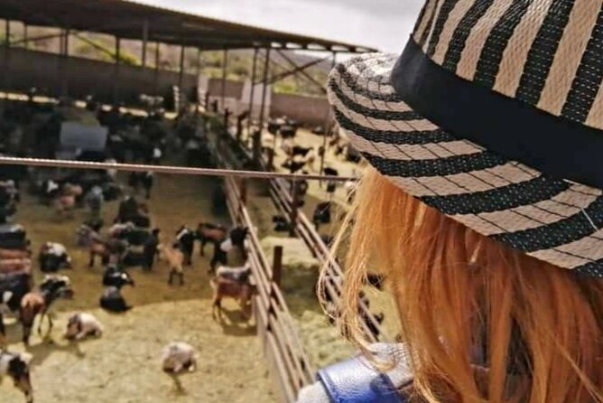 Guided Tour of Montesdeoca Cheese Factory with Cheese Tasting - Exploring the Family-Run Montesdeoca Cheese Farm