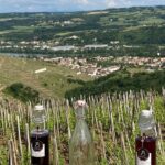 Guided Tour of the Coteaux Côte Rôtie for Parents and Children Duos - Viewpoints Over Ampuis and the Rhône Valley