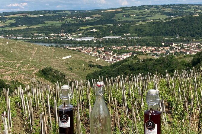 Guided Tour of the Coteaux Côte Rôtie for Parents and Children Duos - Viewpoints Over Ampuis and the Rhône Valley