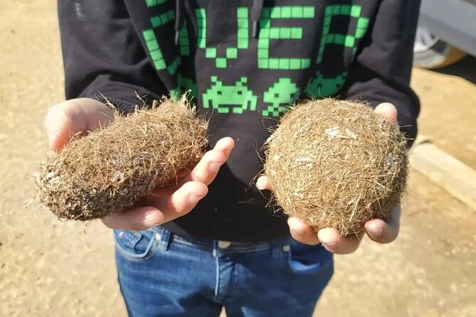 Guided tour of the Ebro Delta (North Delta) - The Itinerary: From Rice Fields to Natural Parks